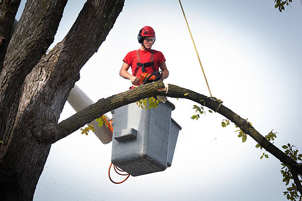 Tree Service Company in Bloomfield, NM